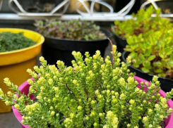 Сажайте легко, наслаждайтесь долго — эксклюзивные растения для вашего сада