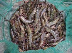 В Азовском море стремительно растёт улов креветок - прогноз на 2025 год