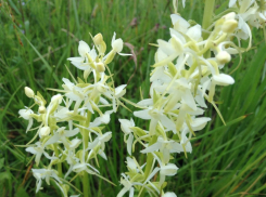 Дикая Любка, занесённая в Красную книгу, скоро зацветёт на Дону