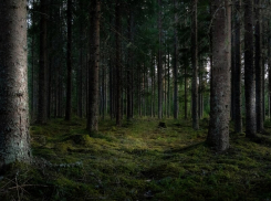 Таганрожцы не смогут отдыхать в лесах: с сегодняшнего дня вводятся ограничения