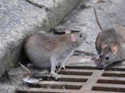 Власти взялись за травлю крыс на Пушкинской набережной в Таганроге