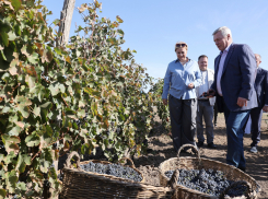 Винная революция на Дону: неужели нас ждет таганрогское вино