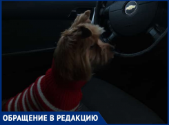 Автомобильная авария под Таганрогом закончилась... потерей собаки 