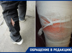 Нападения бездомных собак в Таганроге продолжаются
