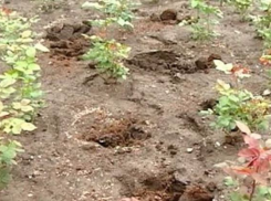 Жители Таганрога ловят цветочных воров» всем городом
