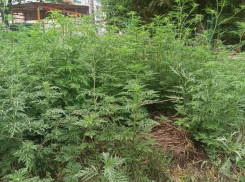 «Мужчину жалко»: активист в одиночку борется с зарослями амброзии, не дожидаясь милости властей