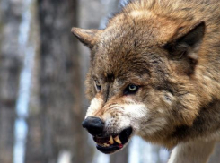 В Ростовской области волки атакуют местных жителей