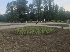 Зеленые насаждения на Пушкинской набережной до сих пор не восстановили