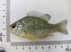 В Таганрогском заливе появились новые хищники