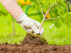 В Таганроге 17 октября пройдёт «Акция дня древонасаждения»