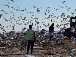На рекультивацию свалки в Таганроге необходимо более 1 млрд рублей