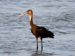 Таганрогский фотохудожник продемонстрировал любителям природы краснокнижную каравайку