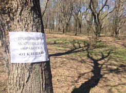 38 таганрожцев пострадали от укусов клещей с начала года