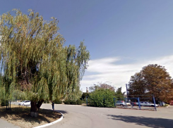 Администрация Таганрога не знает, кто спилил старинные ивы: но обещает разобраться 