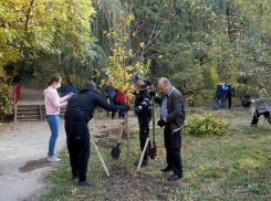 Клены и ивы появились в роще Дубки Таганрога, надолго ли?