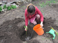 Молодые таганрожцы посадили ивы у парка