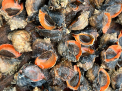 Таганрогский залив преподнёс сюрприз: у берегов города обнаружены богатые запасы морского деликатеса