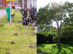 В Таганроге у «Старого вокзала» появилась новая зеленая аллея