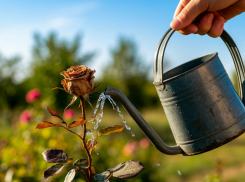 Таганрожцы раскритиковали «сенсационную» новость властей - лучше бы не смешили