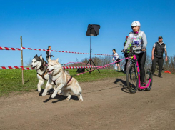 На выходных под Таганрогом пройдут гонки на собачьих упряжках