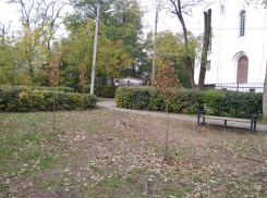 Почему возле церкви засохли саженцы - таганрожцы это предрекали