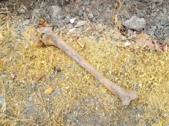 Человеческие кости и черепа обнаружены в одном из тихих переулков Таганрога 