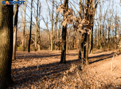 С завтрашнего дня на 2 недели таганрожцам закрыт вход в леса