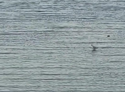 «Святые» чайки из Таганрога покорили интернет