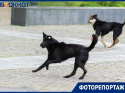 Что делать с бездомными животными? Этот вопрос актуален в Таганроге