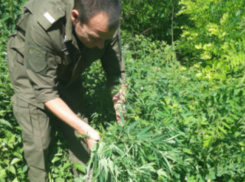 Таганрогские казаки вырубили 142 куста конопли