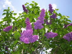 Погода в  Таганроге: в предстоящие 5 дней будет тепло и малооблачно