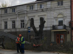 В Таганроге на улице Петровской стали вырубать деревья