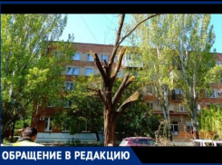 Таганрожцы просят обратить внимание на зеленые насаждения, которые исчезают при ремонте дорог