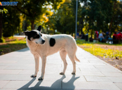 Сменившийся ветер принёс в Таганрог новую погоду