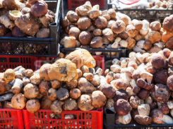 Жители Таганрога отказались покупать «золотые» грибы и мертвую рыбу