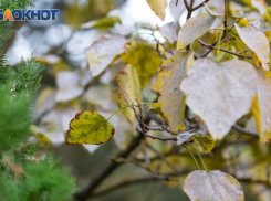 20 ноября — Федотов день для таганрожцев: встречаем зиму с мудростью предков