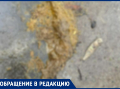 «Сколько это будет продолжаться?» - таганрожцы возмущены, что собак выгуливают на аллеях Приморского парка