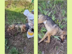 В Таганроге догхантеры отравили любимца детворы - так считают жители двора