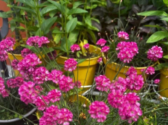 ⁠Как создать сад мечты без досадных ошибок: профессиональные советы