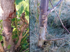 Чиновники не договорились: работа МУП Благоустройство вредит посадкам администрации Таганрога