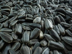 В порту Таганрога обнаружили подсолнечник без сертификатов качества