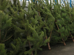 В этом году Таганрожцев порадовало отсутствие елочных свалок 