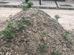 Бизнес на помидорах можно сделать на центральной улице Таганрога