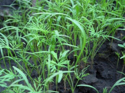 Что растет в теплицах городского парка Таганрога, хочет узнать скандальный  юрист