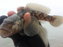 Любителям-рыболовам в Таганроге запретили ловить бычков