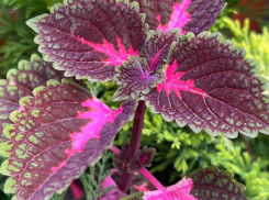 Феншуй для сада: почему древние мудрецы скрывали эти правила от непосвященных