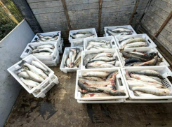 И вновь браконьеры украли у природы Таганрога полторы тонны рыбы 