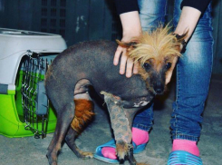 У таганрогских алкашей отобрали замученную породистую собачку