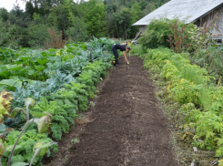  Как сделать правильные грядки? Ответ таганрогским огородникам от агрономов