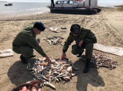 Браконьеры не прекращают незаконный вылов рыбы под Таганрогом